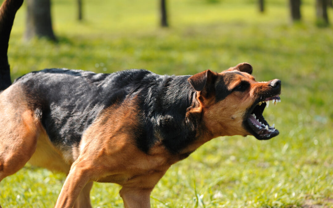 Dog Bite Cases: Legal Advice from a San Diego Lawyer