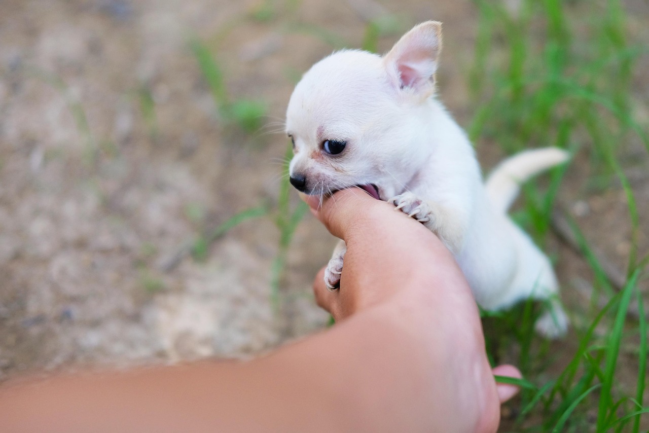 Dog Bite Accident Attorneys in Rancho Santa Fe
