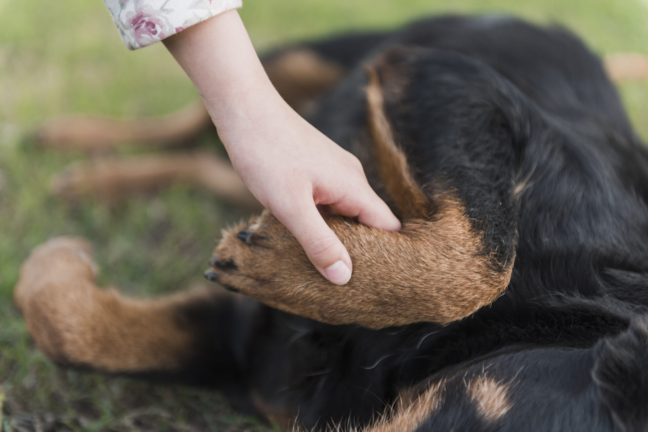 Dog Bite Accident Attorneys in Santee