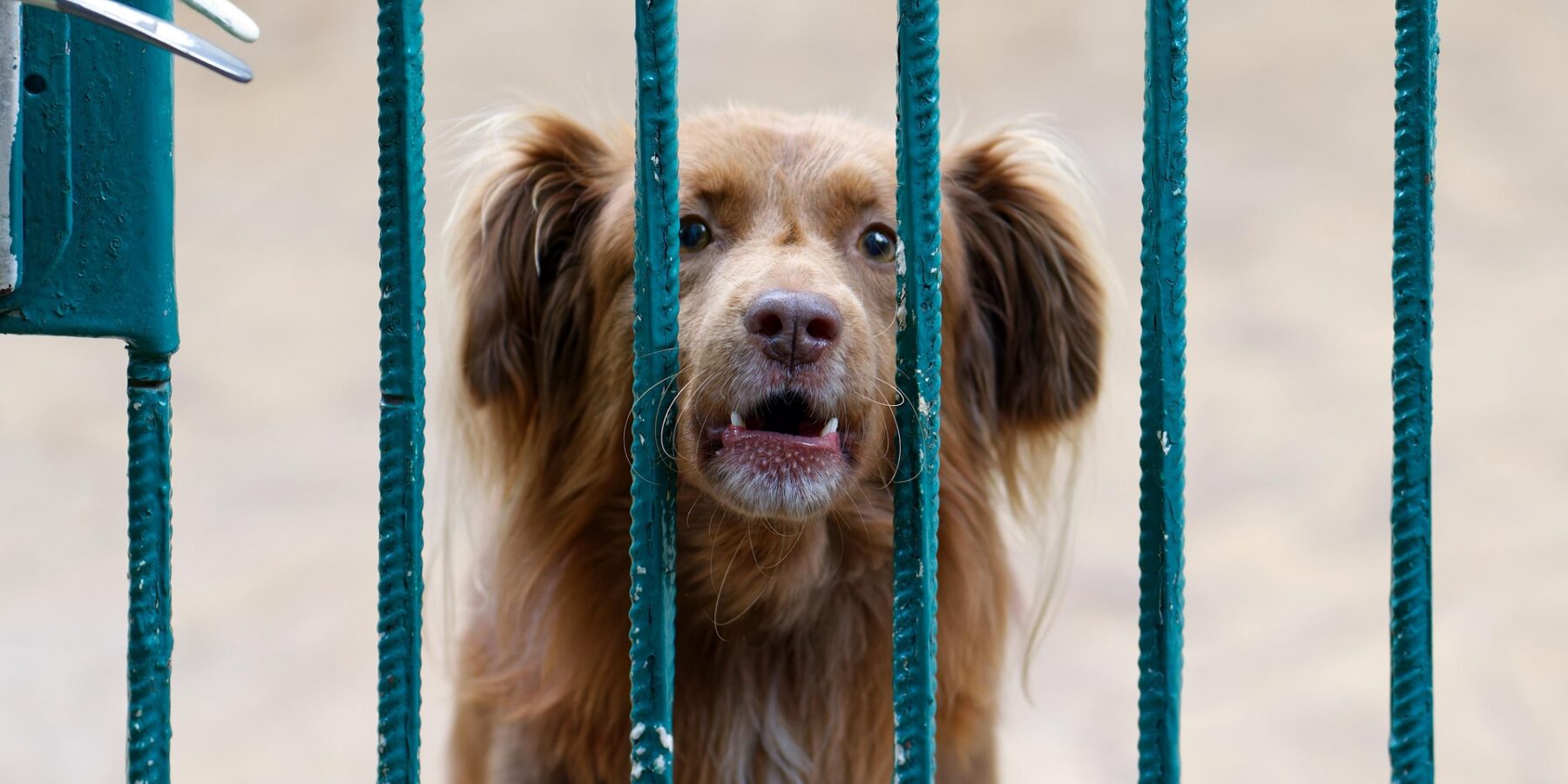 dog locked behind gate