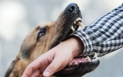 Dog Bite in San Diego? Seek Legal Guidance from Attorney Michelle Gershen for Rightful Compensation