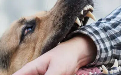 Protecting Your Rights: San Diego’s Guide to Dog Bite Claims