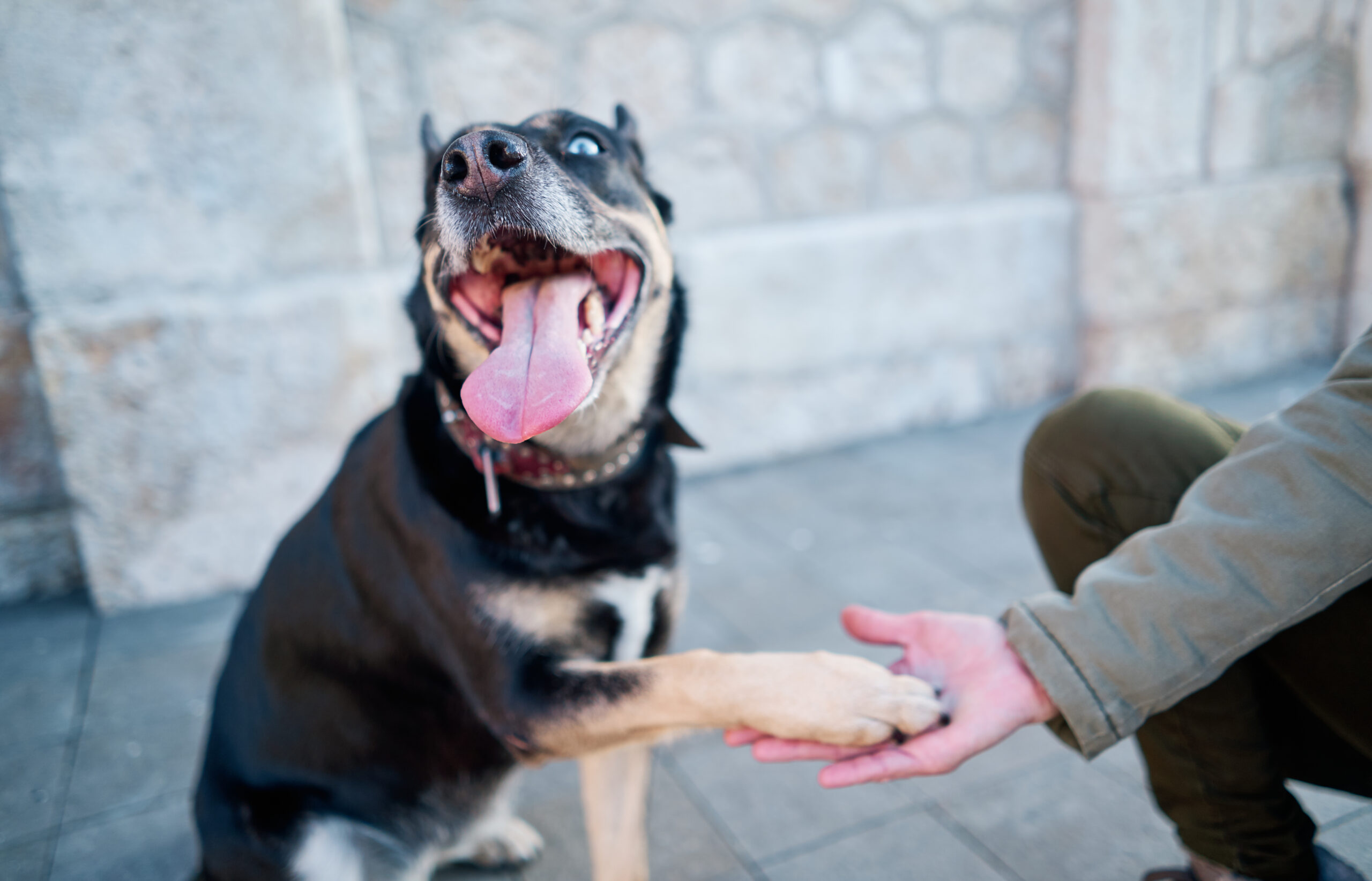 Dog Bite Accident Attorneys in El Cajon