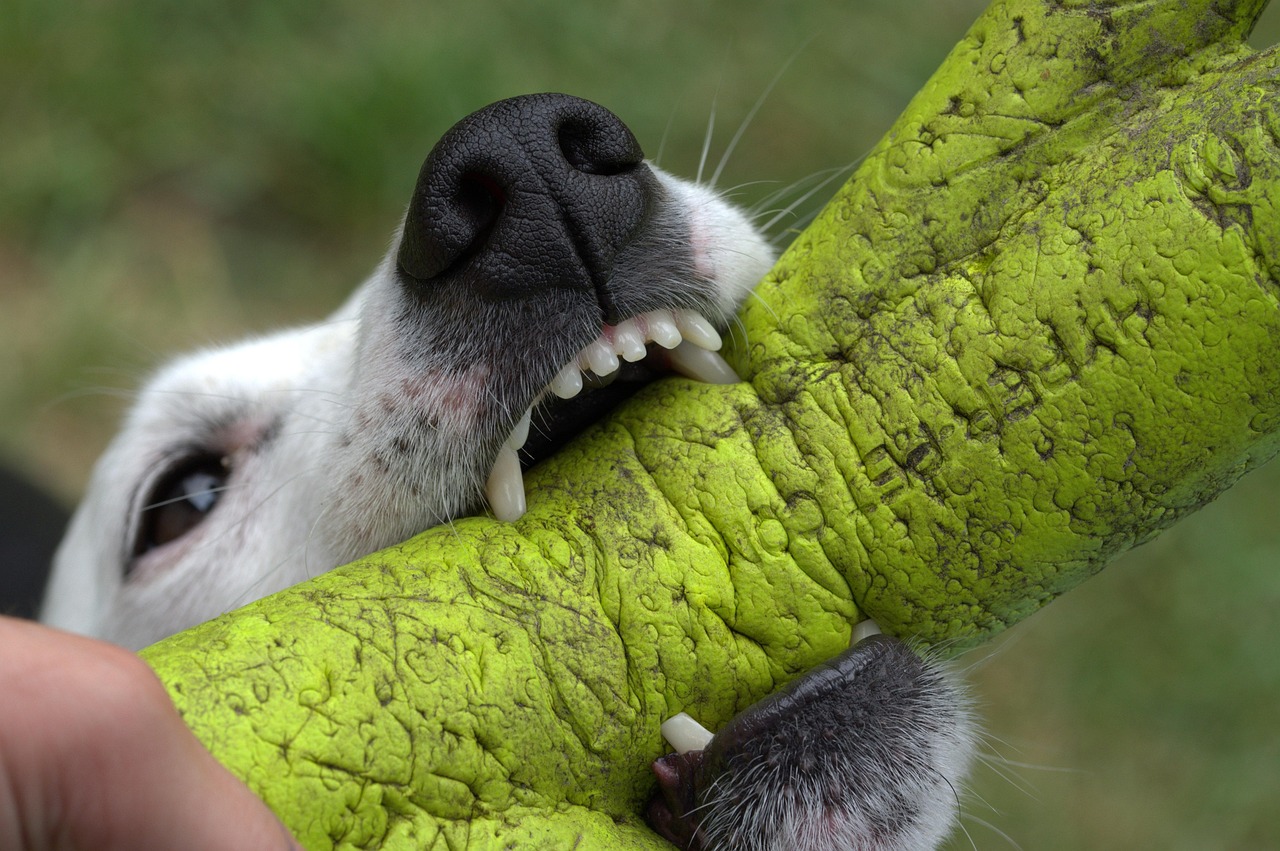 Spring Valley Dog Bite Accident Attorneys