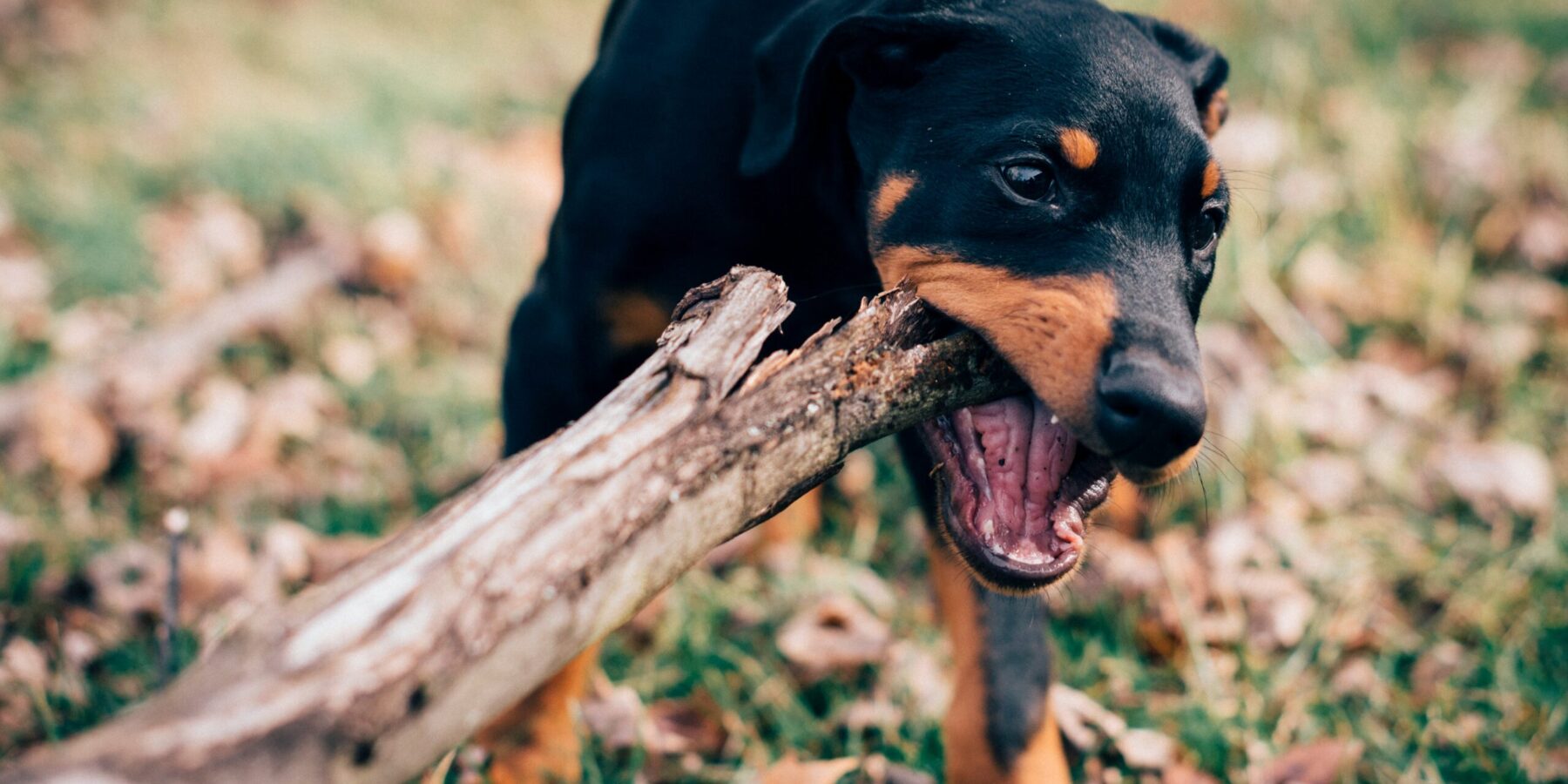 Dog Bite Accident Attorneys in El Cajon