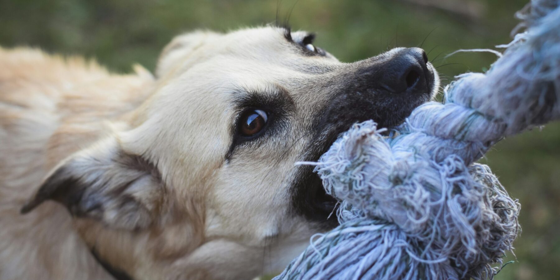 Encinitas Dog Bite Accident Attorneys