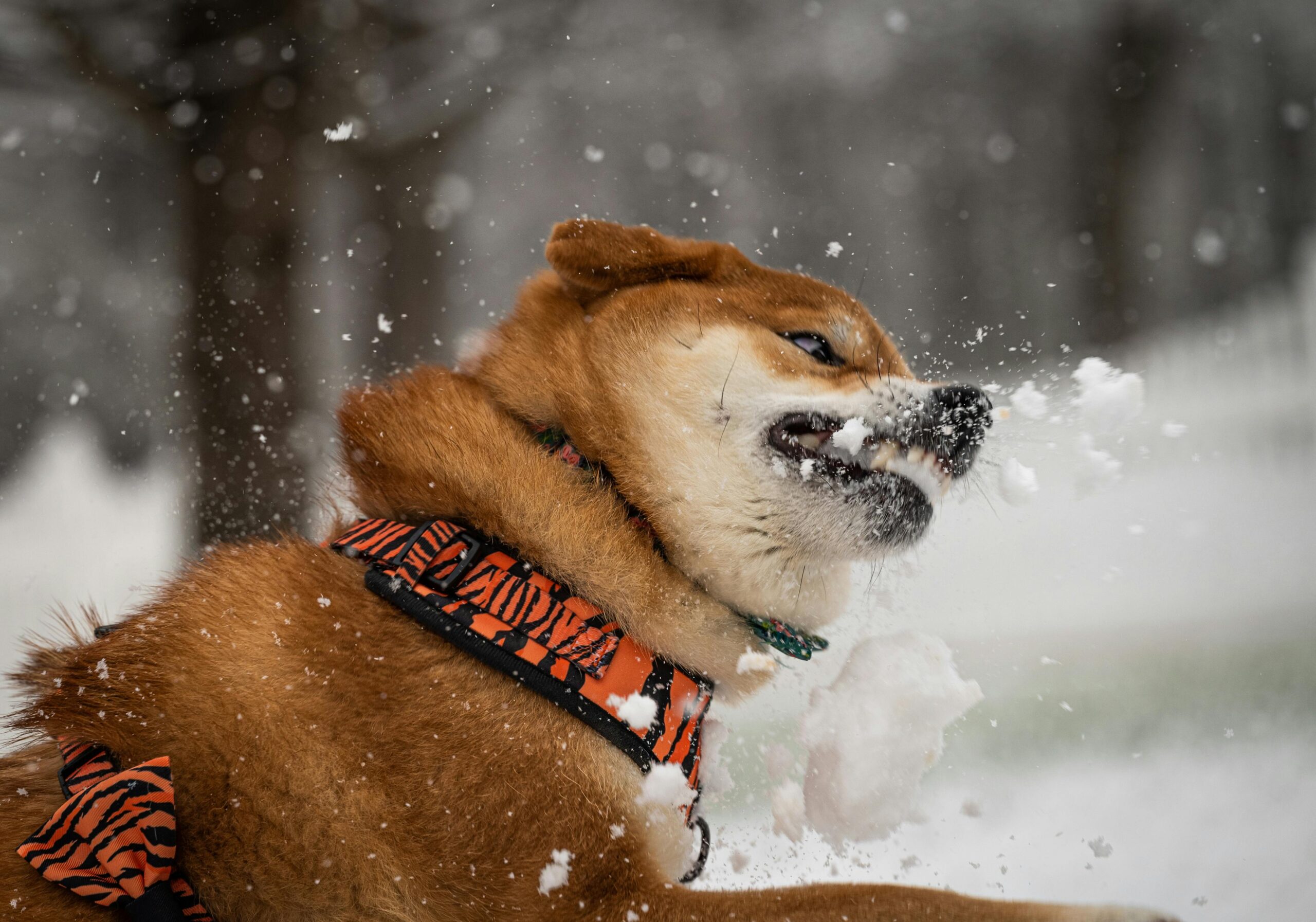 Dog Bite Accident Attorneys in Encinitas