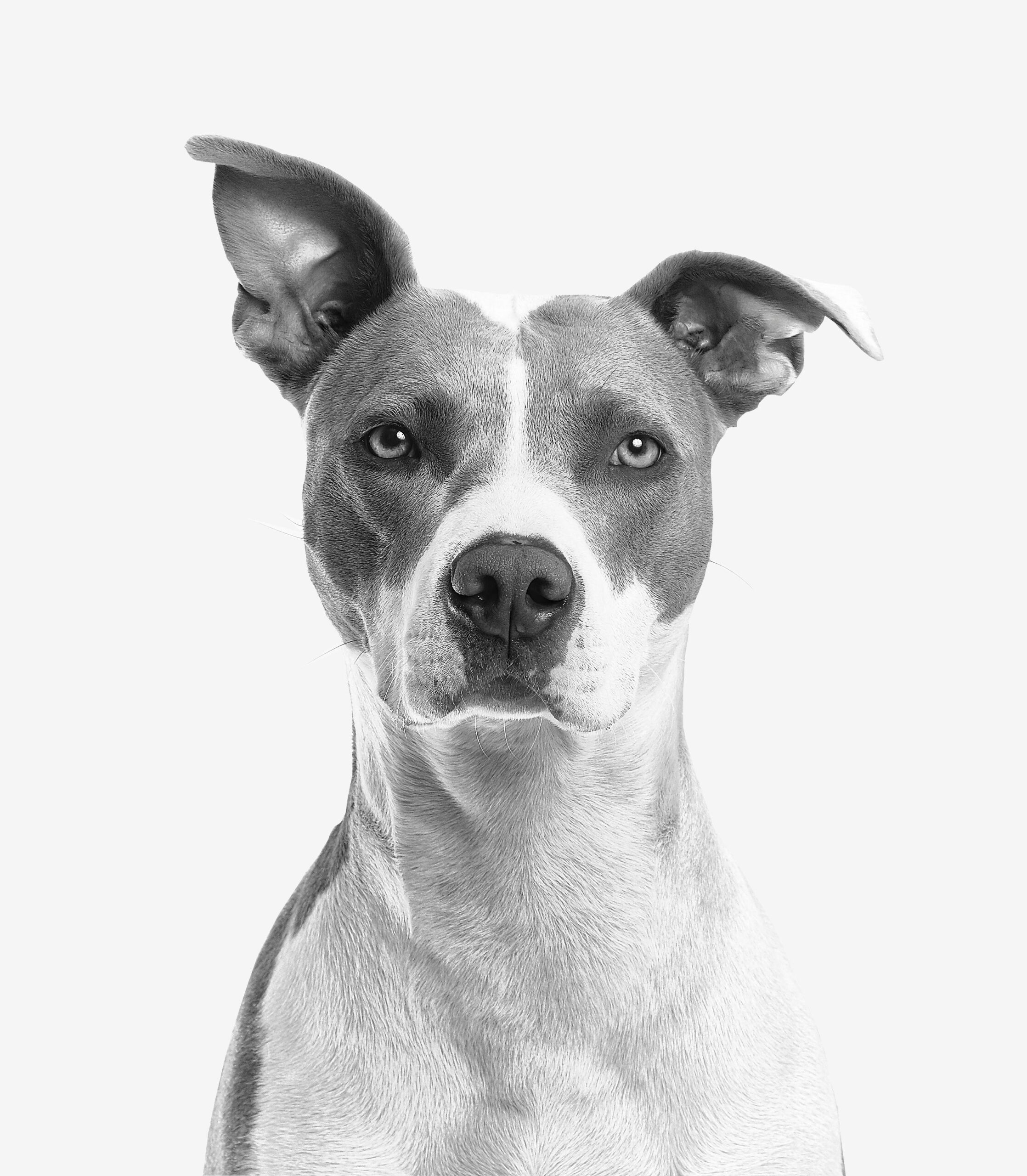 dog accident and mauling