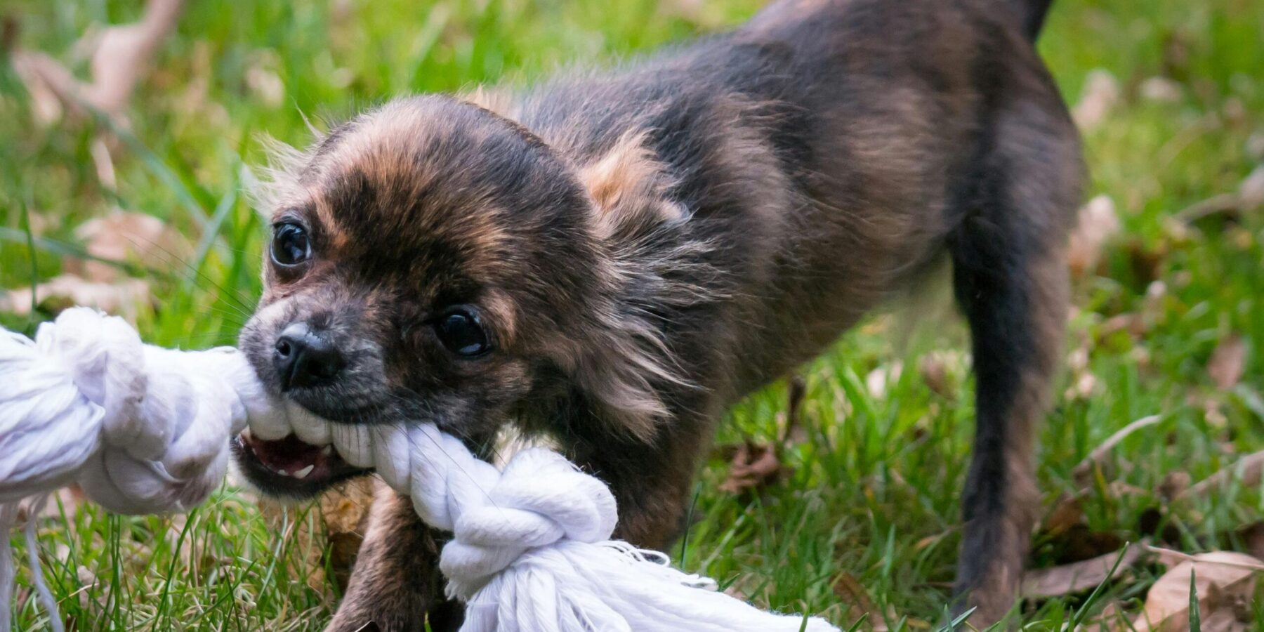 Rancho Santa Fe Dog Bite Accident Attorneys