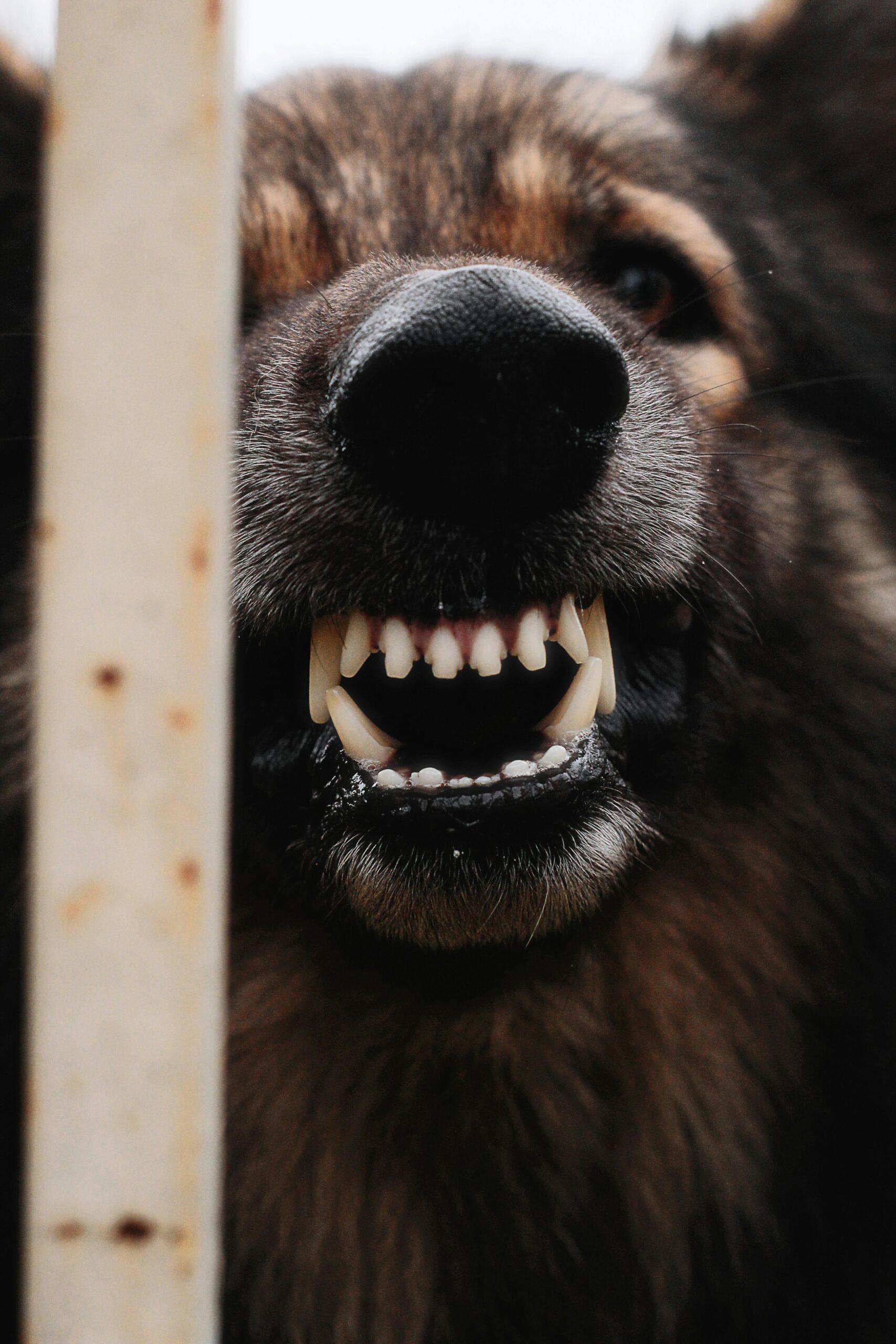 angry dog through fence
