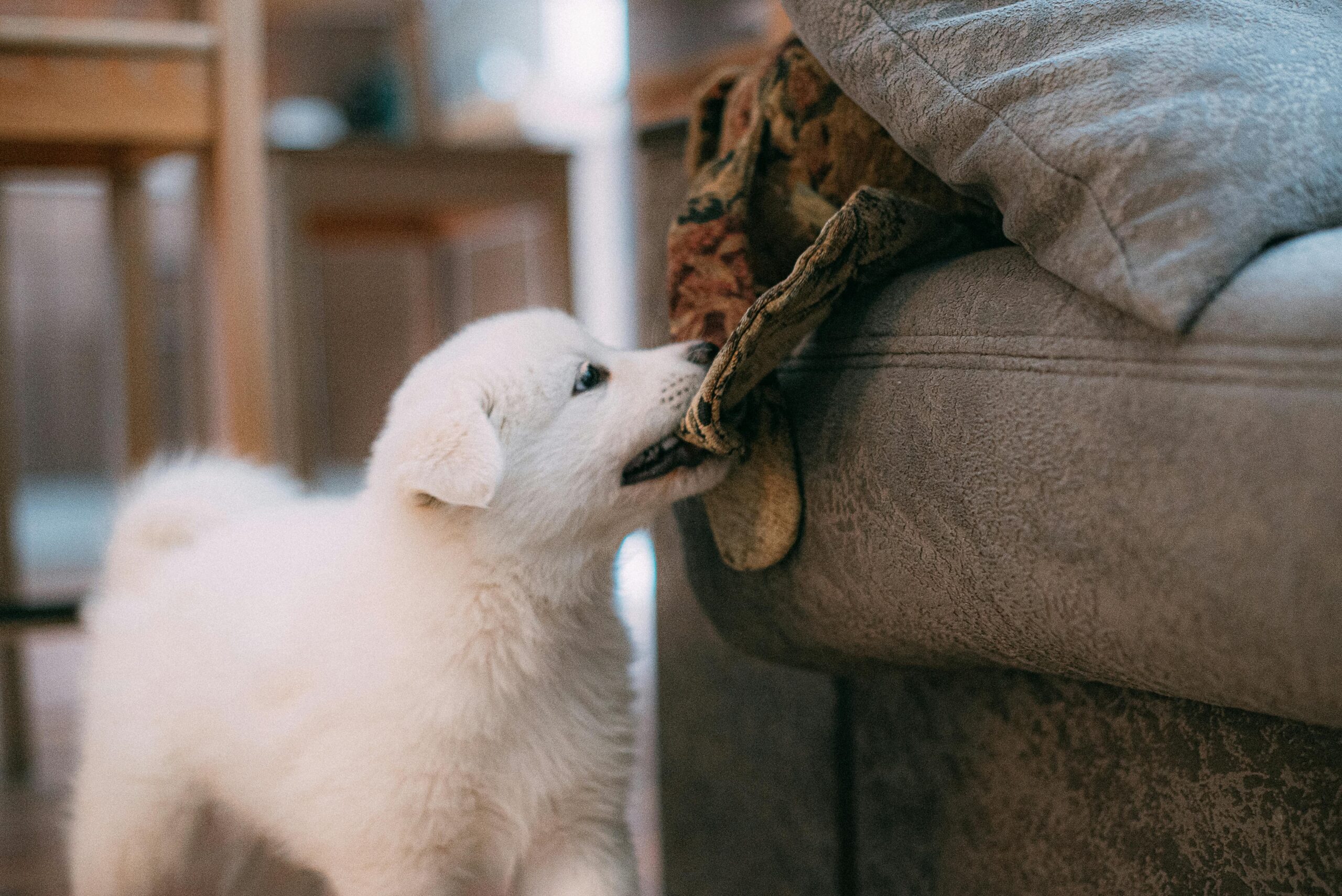 Dog Bite Accident Attorneys in Spring Valley