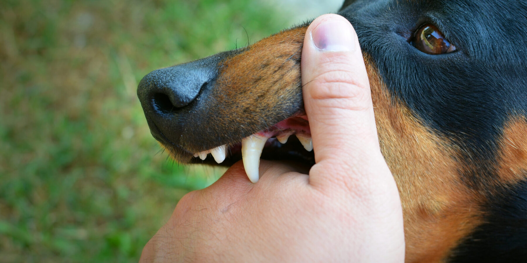 San Diego Dog Bite Accident Attorneys