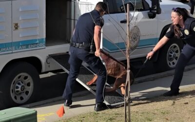 What the San Diego Dog Bite Accident Means for Dog Owner Liability