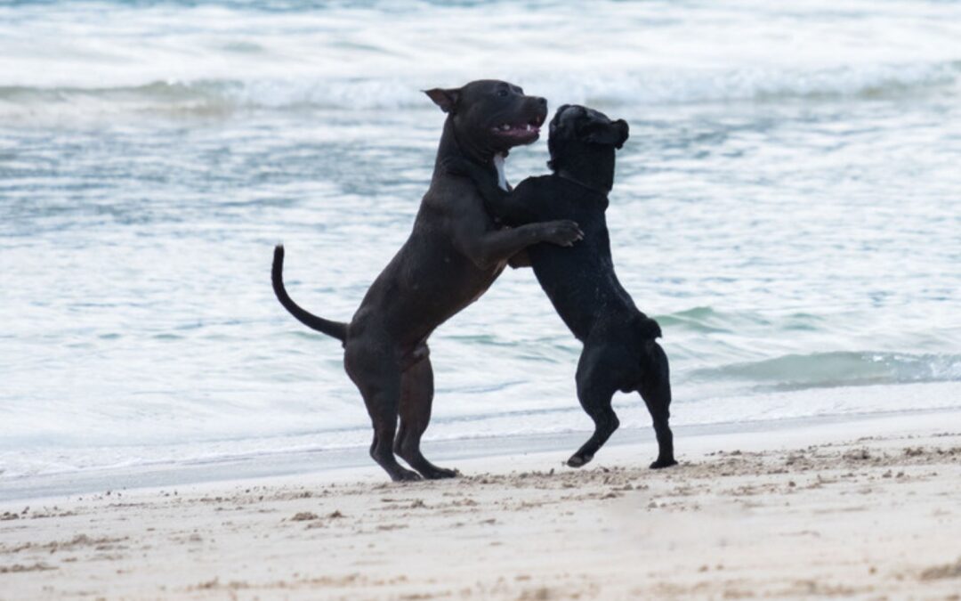 Can a Del Mar Dog Bite Lawyer Help if You Were Bitten Separating Fighting Dogs?